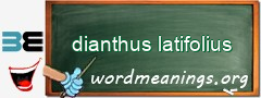 WordMeaning blackboard for dianthus latifolius